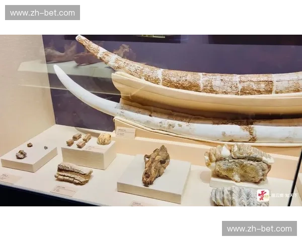 阿弗尔与奥尔良:一座城市的灵魂,一段历史的回响